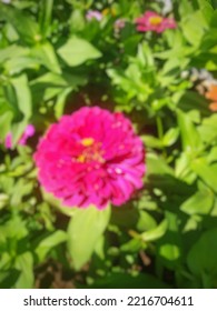 Defocused Abstract Background Of Zinnia, This Flower Has A Flower Crown That Is Very Thin And Stiff Like A Sheet Of Paper