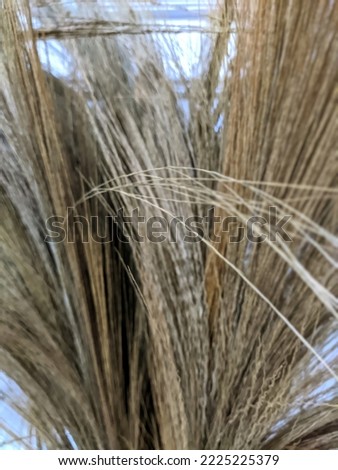 Defocused abstract grass wet white and background white with blur
