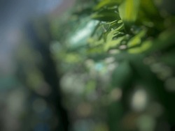 Defocused Abstract Of Green Leaves And Freshly Cut Tree Trunk