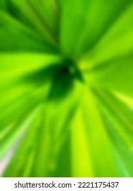 Defocused Abstrak Background Of Pandanaceae