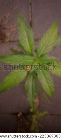 defocused background absrtact of foliage