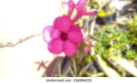 Defocused background abstract of apsara adenium flower on the garden project. Background for plant lovers. Education plant part. 