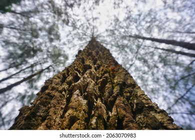 Defocused Background Of Big Tree Trunk Show From Shoot From Bellow

