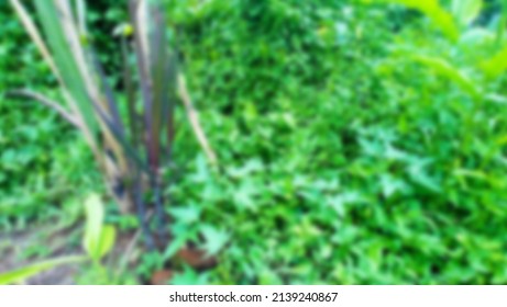 Defocused Background Of Black Sugarcane In The Garden