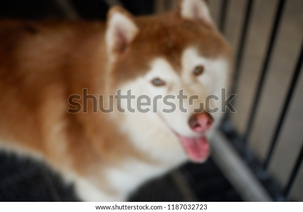 Defocused background of dog, Dog with blurred\
background,Blur image of\
dog