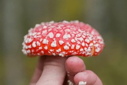 Defocused Background. A Hand Holds A Fly Agaric Mushroom.