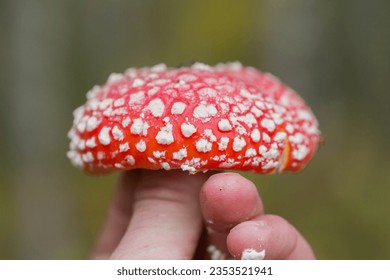 Defocused background. A hand holds a fly agaric mushroom.