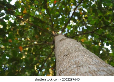 Defocused Background OfBig Tree Trunk Show From Shoot From Bellow