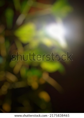 defocused background of wall plant decoration with lighning besides the pplant good for quotes, bokeh background, cafe or coffee themes background.
