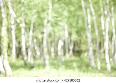 Defocused birch forest background - Shutterstock ID 429585862