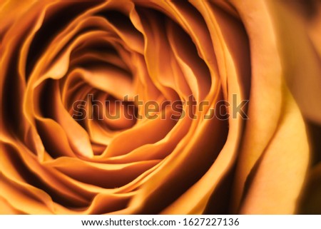 Similar – Image, Stock Photo flower spiral pink