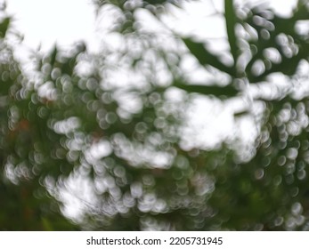 Defocused Blurred Abstract Background Of Forest Of Thick Bamboo Trees And Clear Sky , Panda Like This Forest 