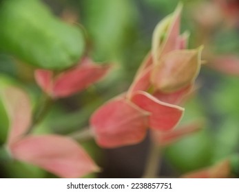 Defocused blurry abstract background of macro photograph of  devil's backnone glowers that beautifully grown in the backyard - Shutterstock ID 2238857751