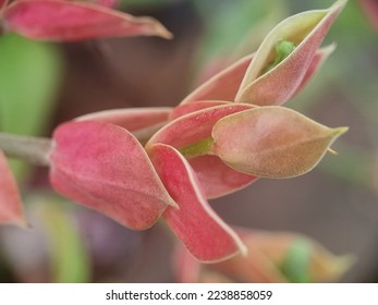 Defocused blurry abstract background of macro photograph of  devil's backnone glowers that beautifully grown in the backyard - Shutterstock ID 2238858059