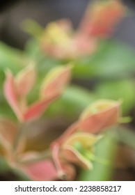 Defocused blurry abstract background of macro photograph of  devil's backnone glowers that beautifully grown in the backyard - Shutterstock ID 2238858217