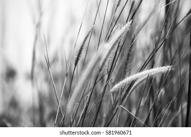 Defocused and bokeh background of cogon grass in black and white