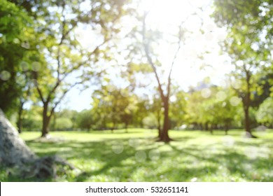 Defocused Bokeh Background Of  Garden Trees In Sunny Day