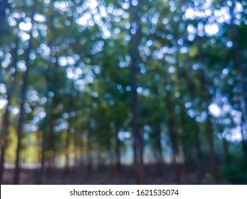 Defocused bukeh background of dense forest.