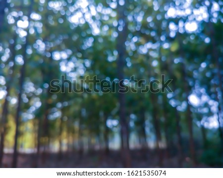 Defocused bukeh background of dense forest.