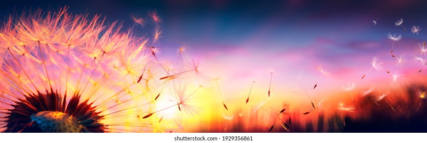 Defocused Dandelion With Flying Seeds At Sunset - Freedom In Nature Concept