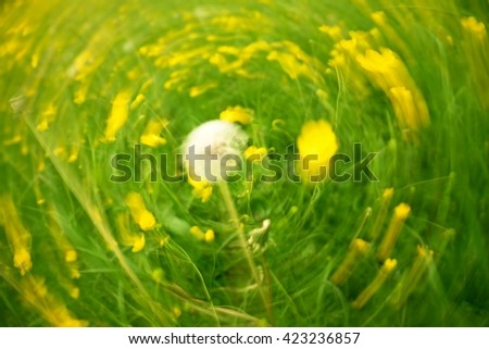 Similar – Spring meadow with blooming dandelion and lush green grass in the sunshine