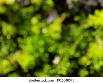 defocused grass, defocused moss, defocused plant, defocused trees, blur photos