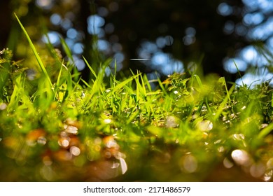 Defocused Grasses Background Photo. Carbon Net Zero Or Carbon Neutrality Concept. Grasses From Ground View.