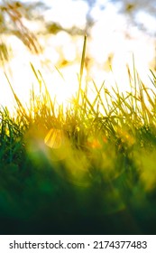 Defocused Grasses Background Vertical Photo. Carbon Neutrality Or Net Zero Concept Photo.