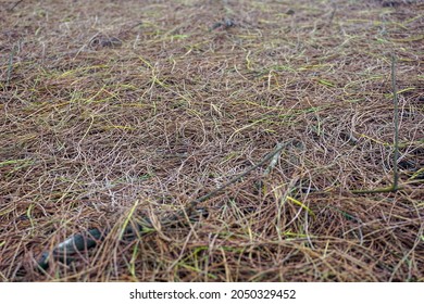 Defocused Image of Photo side view of forest floor covered in piles of dry pine leaves on Samas Beach, Bantul. Captured in a low light photo on a cloudy day. - Shutterstock ID 2050329452
