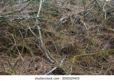 Defocused Image of Photo side view of forest floor covered in piles of dry pine leaves on Samas Beach, Bantul. Captured in a low light photo on a cloudy day. - Shutterstock ID 2050329455