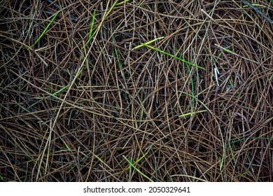 Defocused Image of a view of the forest floor covered in piles of dry pine leaves on the beach of Samas, Bantul. Captured in a low light photo on a cloudy day.
 - Shutterstock ID 2050329641