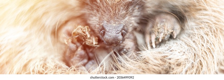 Defocused Little Wild Hedgehog Curled Up In A Ball. The Animal's Muzzle, Eyes And Nose Zoomed In Close Up. Rescue And Care Of Animals, Environment Protection. Rustic And Nature Concept. Banner. Flare