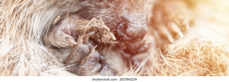 Defocused Little Wild Hedgehog Curled Up In A Ball. The Animal's Muzzle, Eyes And Nose Zoomed In Close Up. Rescue And Care Of Animals, Environment Protection. Rustic And Nature Concept. Banner. Flare