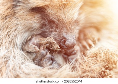 Defocused Little Wild Prickly Hedgehog Curled Up In A Ball. The Animal's Muzzle, Eyes And Nose Zoomed In Close Up. Rescue And Care Of Animals, Environment Protection. Rustic And Nature Concept. Flare