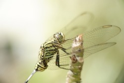 Defocused Macro Image Of  Dragonfly Close-up Sitting On A Branch With Isolated Blur Background, Macro Nature Animal Wallpaper , Out Of Focus 