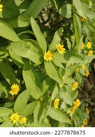 Flor melampodio desenfocada o