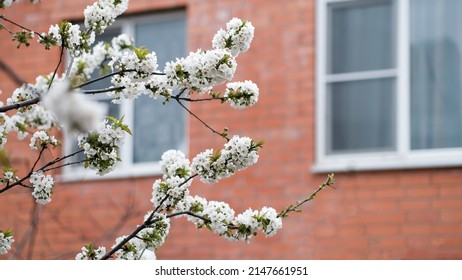 Defocused natural background. Flowering branches of cherry blossoms against the background of a red brick wall - Powered by Shutterstock