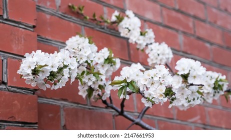 Defocused natural background. Flowering branches of cherry blossoms against the background of a red brick wall - Powered by Shutterstock