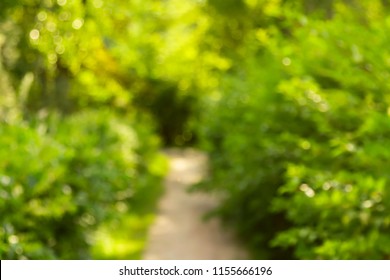 Defocused Natural Green Trees And Bushes Background With Path.