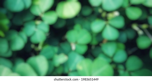 Defocused nature background small green leaf - Shutterstock ID 1983651449