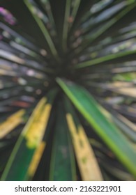 Defocused Object Background Of Plant