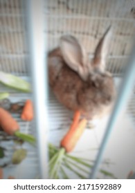 Defocused Object Of Rabbit In The Cage