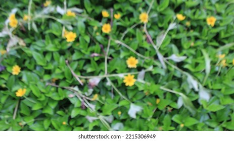 Defocused Photo Of Flower In The Garden