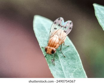 Defocused photo. Fruit fly, Drosophila melanogaster on a green leaf. Photographed from above.