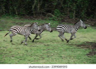 Defocused photo; group of zebras running in the grassland