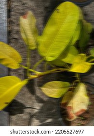 Defocused Photo Of Plants Infested With Flies