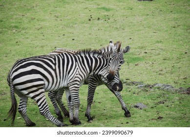 Defocused photo; Two zebras fight in the grassland