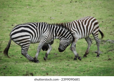 Defocused photo; Two zebras fight in the grassland