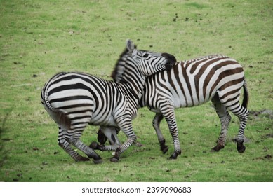 Defocused photo; Two zebras fight in the grassland