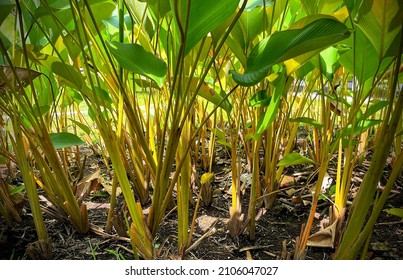 Defocused Picture Of A Group Of Decorative Plants Shoot Close Up In Garden Between Stem In A Row Looks Beautiful N Daylight